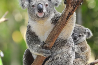 Koala Bear Image