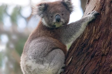 Desktop Wallpapers · Gallery · Animals · Koala Bear