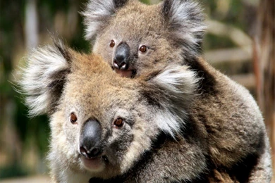 Cute Koala Bear Wallpapers