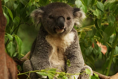 Images Of Koala Bears Wallpapers 1080p
