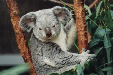 Download Cute Koala Bear Picture Wallpapers 1024x768