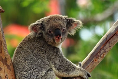 Cute Koala Bear Wallpapers Phone   Uncalke.com