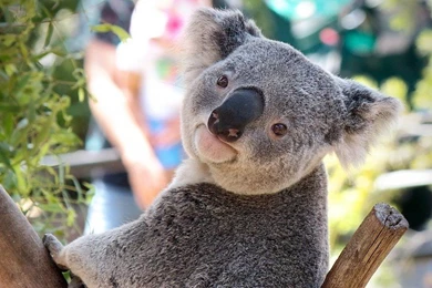 Koala Bear Free Desktop Backgrounds And Wallpapers