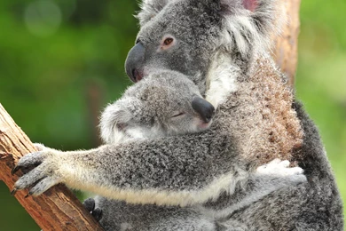 Newborn Baby Koalas   Wallpaper.
