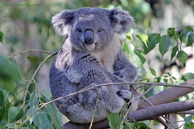 Wildlife Photographer, Wildlife Wallpapers, Wallpapers, Wildlife ...