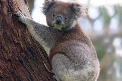 Animal Koala Bear Free Wallpapers   Animals Wallpapers