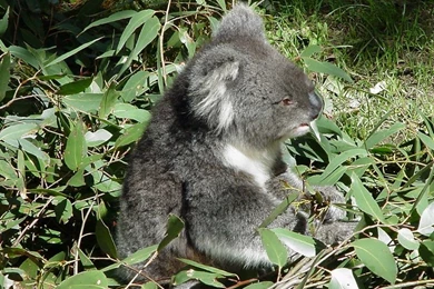 Animal Bear Koala – Animals Bears HD Desktop Wallpapers