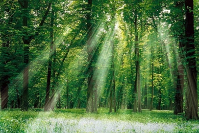 Free HQ Magical Forest Wallpapers   Free HQ Wallpapers