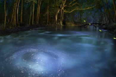 Enchanted Forest Desktop Wallpapers