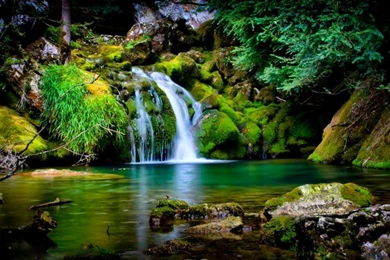 Beautiful Natural Green Tree HD Wallpaper Images