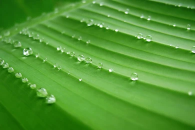 Banana Leaf Wallpapers