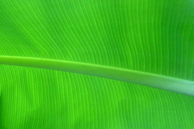 Banana Leaf HD Wallpapers 10531   Pacify Mind