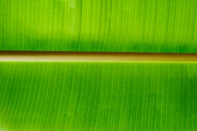 Ken Dancy: Banana Leaf High Quality Wallpapers