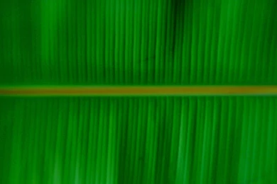 Banana Leaf Food And Drink Wallpapers Image Featuring Fruit