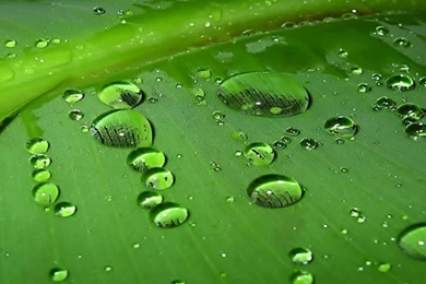 Green Eye Banana Leaf iPad Air 2 Wallpapers