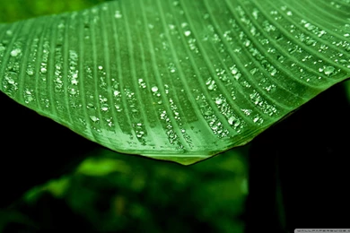 Wet Banana Tree Leaf HD Desktop Wallpapers : Widescreen : High ...