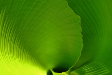 Banana Leaf Close UpSamsung Wallpapers Download