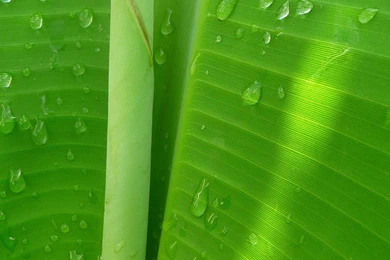 Green Banana Leaves iPad Air 2 Wallpapers