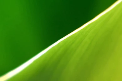 Macro Banana Leaf Wallpapers HD, HD Desktop Wallpapers