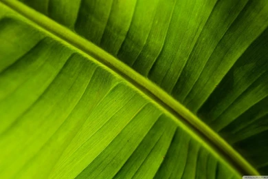 Banana Leaf HD Desktop Wallpapers : High Definition : Fullscreen ...