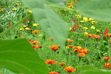 NATURE HIGH RESOLUTION WALLPAPER WALF1059