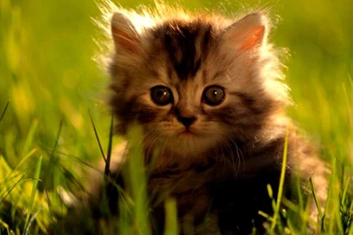 Wallpaper Images Download