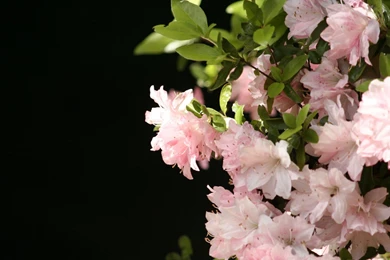 Beautiful Flowers Wallpapers