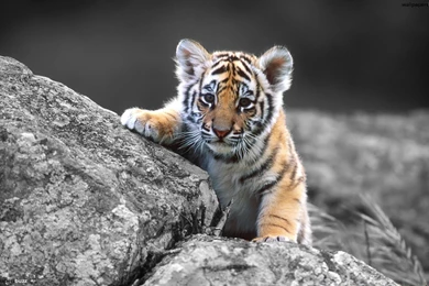Tiger Hd Wallpapers