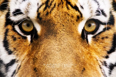 Wallpapers Tiger S Eyes Hd Widescreen 1920x1200