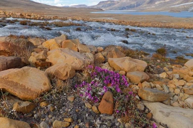 Arctic Tundra Wallpaper Images   Android Apps On Google Play