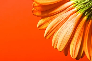 Orange Beautiful Flowers PPT Backgrounds, Orange Beautiful Flowers ...