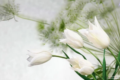 Best Latest Beautiful Flowers Backgrounds High Resolution Image