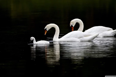 Swan Family HD Desktop Wallpapers : High Definition : Fullscreen ...