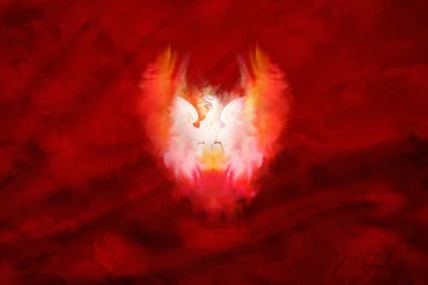 Eagles Poland Orzeł Polski Polish Eagle Wallpapers