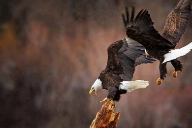 166 Bald Eagle HD Wallpapers