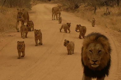 1600x900 Lion Family Wallpapers