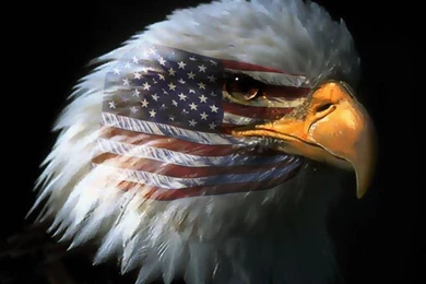 Eagle With War Paint Desktop Wallpaper. Eagle Paint And Wallpapers ...