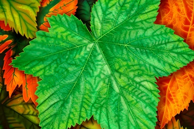 Best Nature Wallpapers