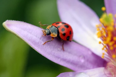 Ladybug Hd Wallpapers Beautiful Desktop Background Images ...