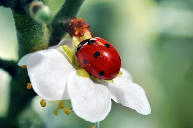 Ladybug Computer Wallpapers, Desktop Backgrounds