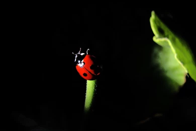 Ladybug And Chameleon By Vladstudio On DeviantArt