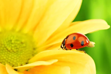 Ladybug Wallpapers Hd Wallpapers Page 0