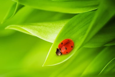 Beautiful Ladybug Wallpapers