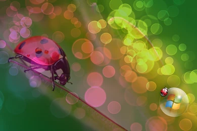 1680x1050 Ladybug Vista Desktop PC And Mac Wallpapers
