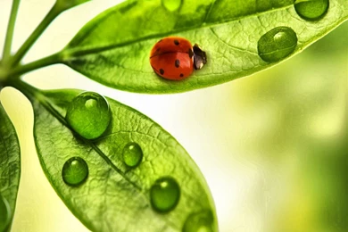 Ladybug HD Desktop Wallpapers
