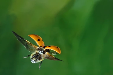 Ladybug Wallpapers HD