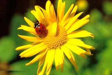 Ladybug HD Desktop Wallpapers