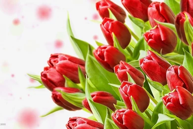 Red Tulips Wallpapers   HD Images New