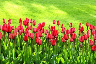 Tulip Live Wallpapers   Google Play Store Revenue & Download ...