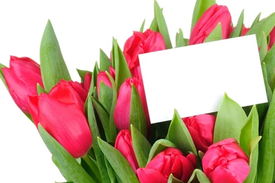 Large Tulip Wallpapers (3)